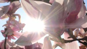 dpatopbilder - 30.03.2019, Nordrhein-Westfalen, Duisburg: Eine Magnolie blüht im Sonnenlicht in einem Garten. Foto: Martin Gerten/dpa +++ dpa-Bildfunk +++