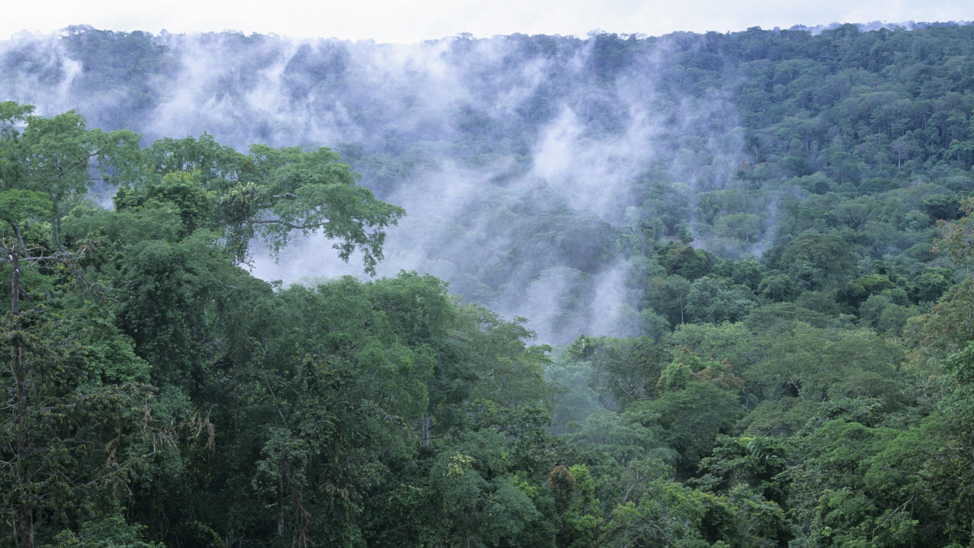 Klimawandel Afrikas Tropenwalder Speichern Kein Co2 Mehr Wetter De