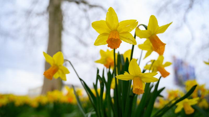 Bei der Gartenarbeit im Februar können auch Narzissen gepflanzt werden.