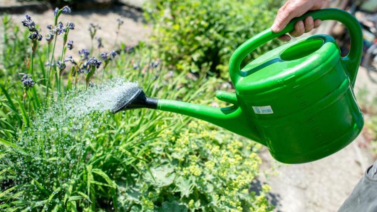 Schattenpflanzen für dunkle Beete Diese GartenGewächse