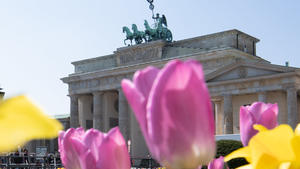 09.04.2019, Berlin: Tulpen blühen vor der Kulisse der Quadriga mit der Siegesgöttin Viktoria auf dem Brandenburger Tor. Foto: Ralf Hirschberger/dpa +++ dpa-Bildfunk +++