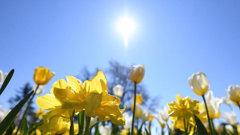 20.04.2018, Baden-Württemberg, Mainau: Die Sonne strahlt auf der Blumeninsel Mainau über blühenden Tulpen. Foto: Patrick Seeger/dpa +++ dpa-Bildfunk +++
