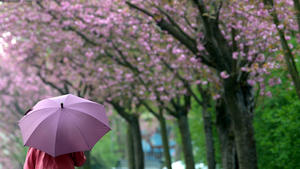 Eine Frau geht am 26.04.2013 in Köln (Nordrhein-Westfalen) mit ihrem Regenschirm unter blühenden Kirschblüten. Das frühlingshafte Wetter soll in den nächsten Tagen durch Regen und Temperaturen bis neun Grad abgelöst werden. Foto: Federico Gambarini/dpa +++(c) dpa - Bildfunk+++