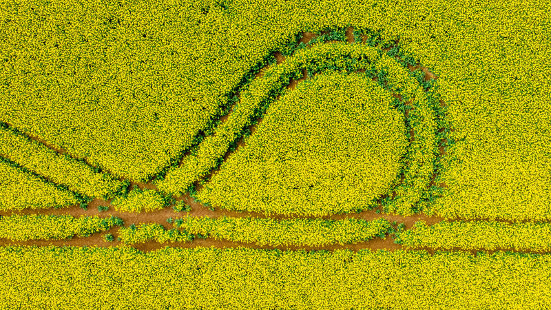 Traktorspuren in einem blühenden Rapsfeld (Luftaufnahme mit Drohne). Die weltweite Rate des Artensterbens sei derzeit zehn- bis hundertmal höher als im Schnitt der vergangenen 10 Millionen Jahren.