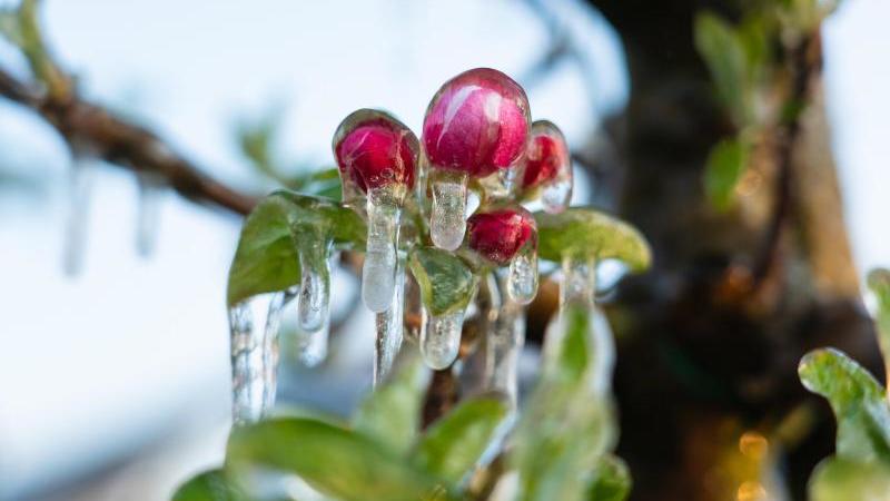 Das Foto zeigt: Eine Apfelblüte ist nach einer Frostschutzberegnung mit Eis bedeckt.