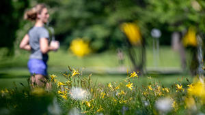 17.05.2019, Baden-Württemberg, Stuttgart: Eine Joggerin läuft im Schlosspark an einer Wiese mit gelben Lilien vorbei. Foto: Fabian Sommer/dpa +++ dpa-Bildfunk +++