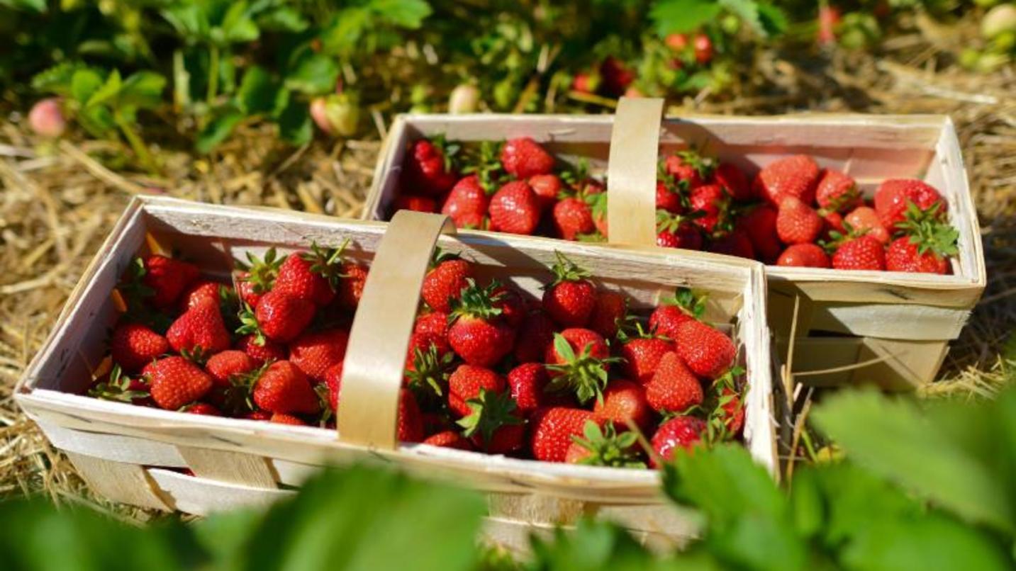 Erdbeeren pflanzen, schneiden und ernten so pflegen Sie