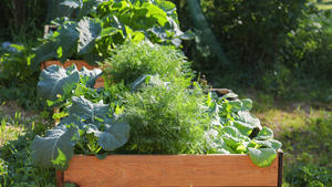 vegetable garden in raised wooden beds, rural countryside scene, selected focus