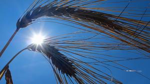 23.06.2019, Nordrhein-Westfalen, Duisburg: Die Sonne strahlt vom blauen Himmel auf einem Feld hinter Ähren der Wintergerste. Foto: Martin Gerten/dpa +++ dpa-Bildfunk +++