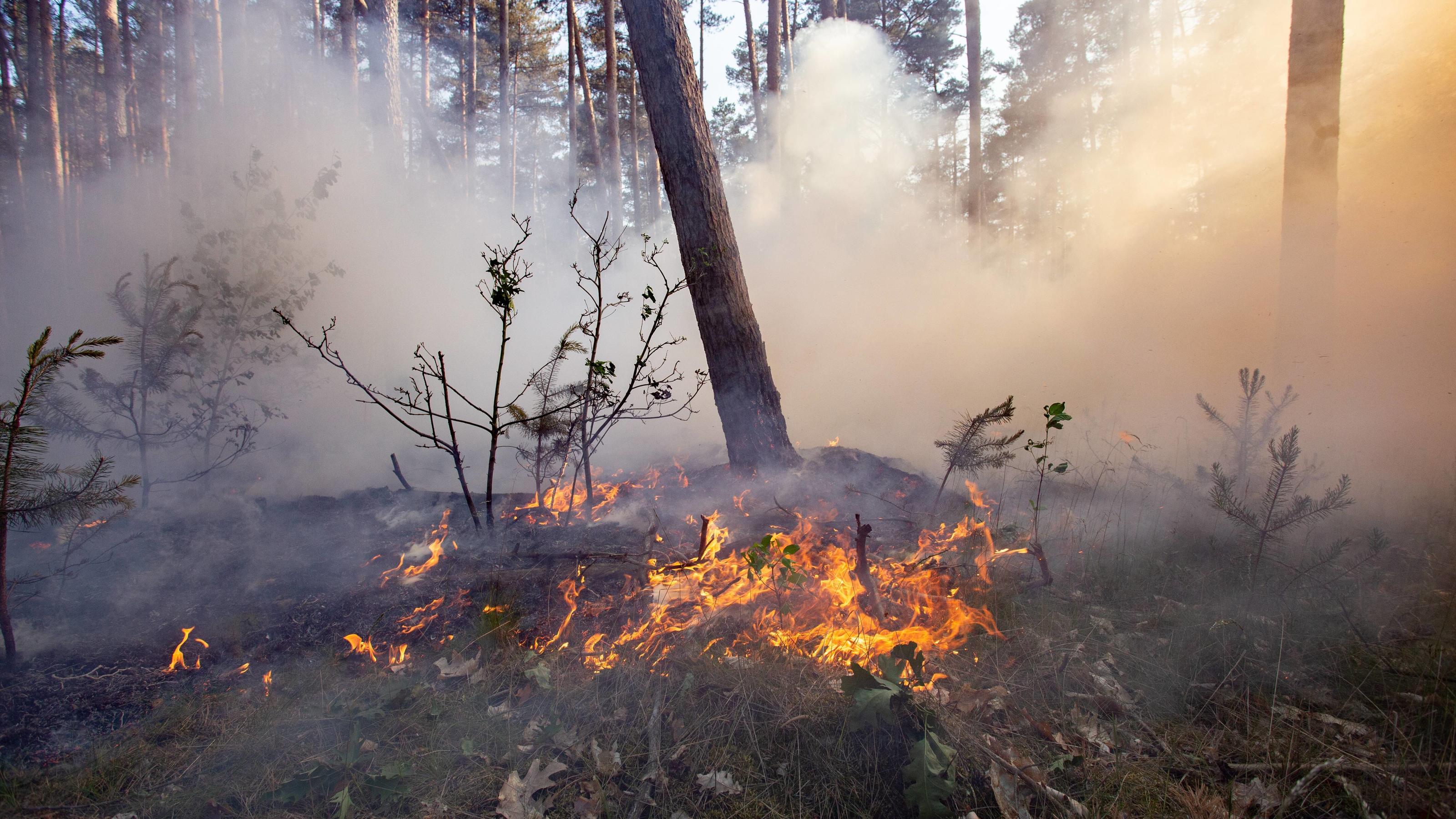 Erhohte Waldbrandgefahr Auch Oder Gerade Jetzt Im April Wetter De