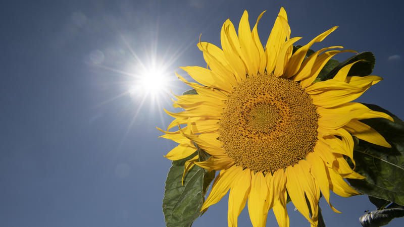 Sonnenblumen entziehen den Böden Schadstoffe