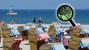 Mehr Killerbakterien in der Ostsee
