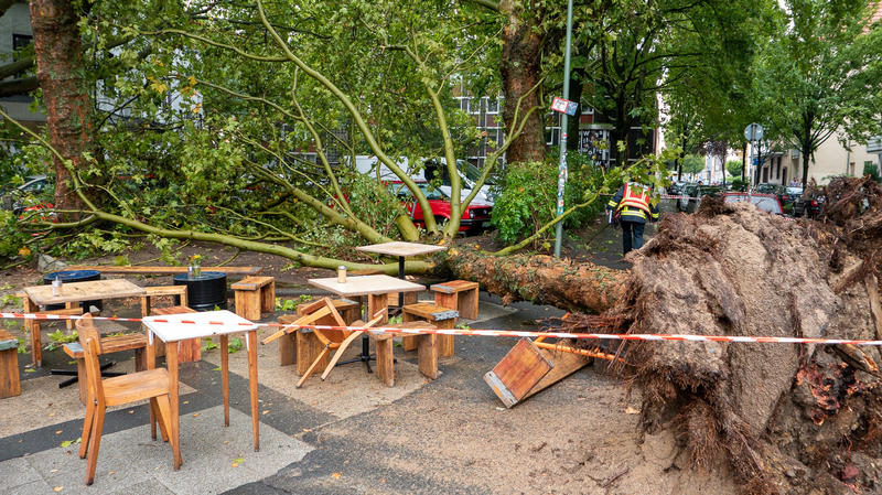 HANDOUT - 26.08.2019, Nordrhein-Westfalen, Bochum: Nach einem kurzen und heftigen Gewitter liegt ein umgestürzter Baum neben dem Außenbereich einer Eisdiele. Der entwurzelte rund 20 Meter hohe Baum verletzte bei dem Unwetter mit Sturmböen, Hagel und 