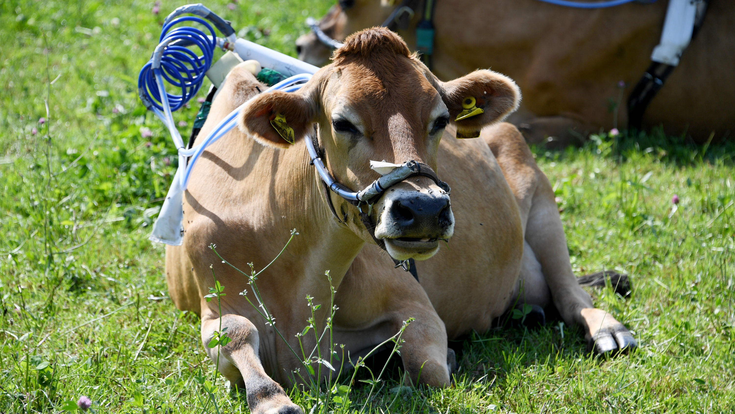 22.08.2019, Schleswig-Holstein, Noer: Mit Messgeräten auf dem Rücken liegen zwei Kühe auf einer Weide des Versuchsguts Lindhof. Die Wiederkäuer produzieren Methan, ein klimaschädliches Treibhausgas. Forscher der Universität Kiel wollen den Methan-Produktion durch einen Kräutmix reduzieren. Dafür binden sie den Nutztieren auf einem Versuchsgut Gürtel um. Foto: Carsten Rehder/dpa +++ dpa-Bildfunk +++