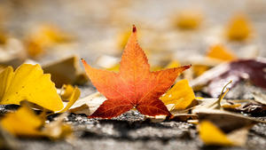 ARCHIV - 09.11.2018, Hessen, Frankfurt/Main: Das orange gefärbte Blatt eines Amber-Baums liegt im Sonnenlicht zwischen Ginkgo-Blättern auf einem Gehweg im Stadtteil Eschersheim. (zu dpa Vor dem meteorologischen Herbstanfang am 1. September) Foto: Frank Rumpenhorst/dpa +++ dpa-Bildfunk +++