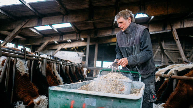 04.04.2019, Schleswig-Holstein, Pellworm: Jörg Backsen streut im Kuhstall des Familienhofes Edenswarf Hafer für seine Kühe aus. Während die Bundesregierung in Berlin um neue Klimagesetze streitet, hat man auf der Insel Pellworm Angst davor unterzugeh
