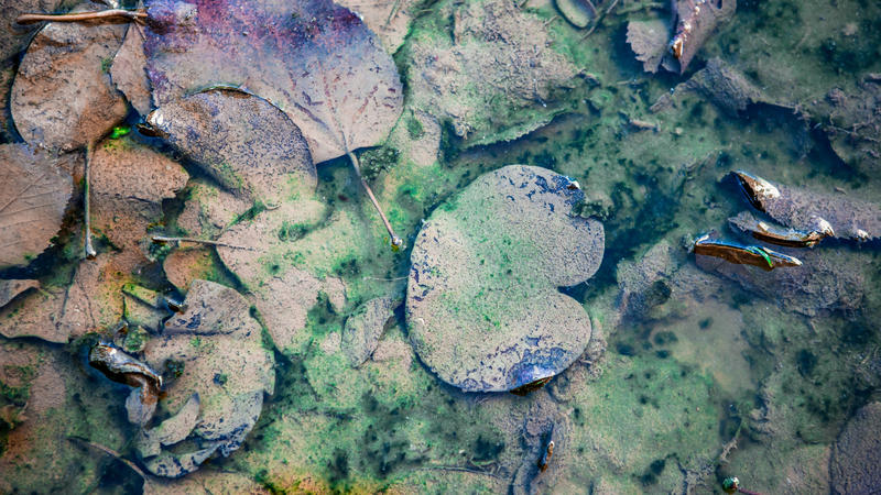 Viele Blätter im Teich sorgen für viele Algen im Wasser