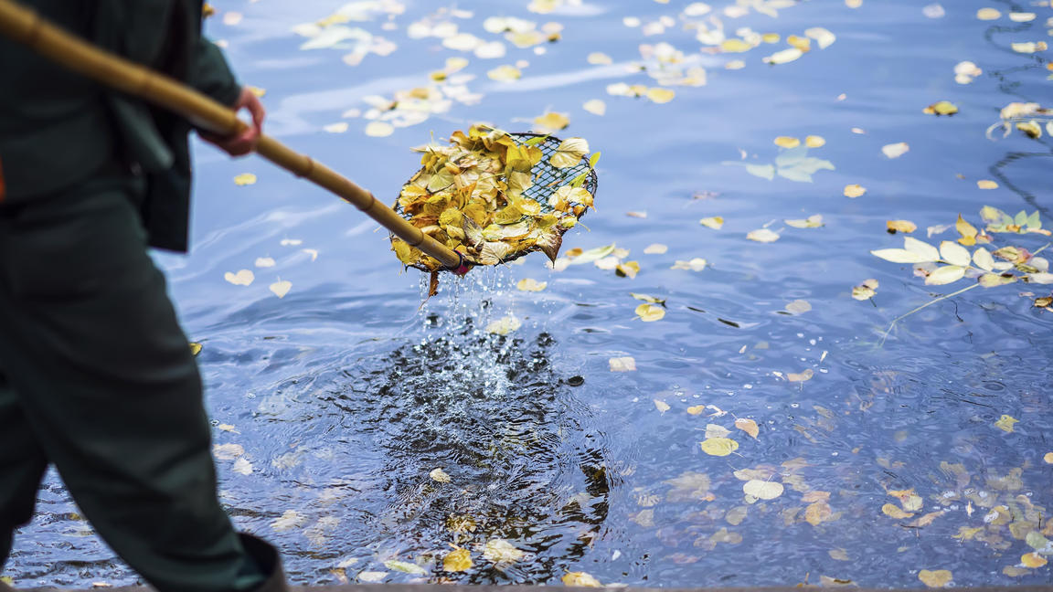 Im Herbst Schlamm und Blätter aus dem Gartenteich bekommen wetter.de