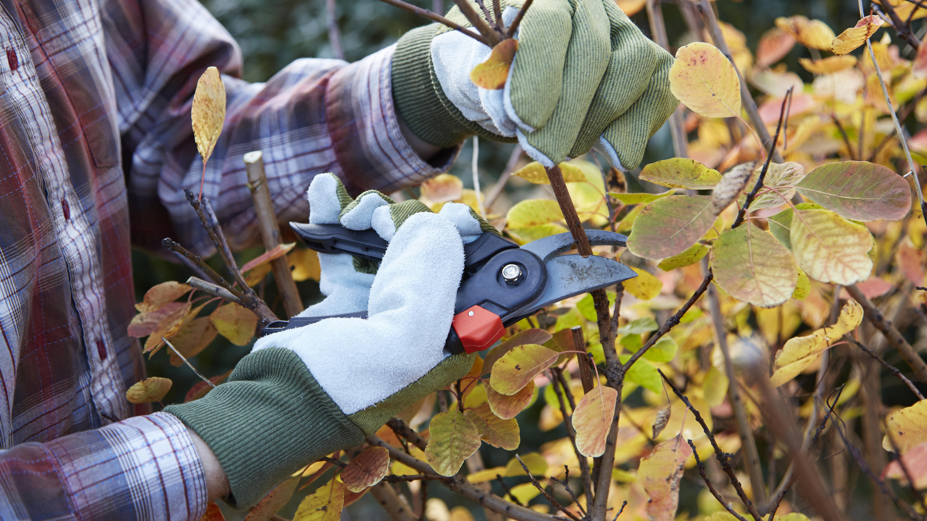 Gartenarbeit Im Herbst: Checkliste Der Wichtigsten Aufgaben | Wetter.de