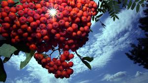 Die Sonne blinzelt in einem Waldstück bei Sommerfeld bei Oranienburg durch die reifenden Früchte eines Ebereschenbaumes. Die Früchte sind auch unter dem Namen Vogelbeeren bekannt.