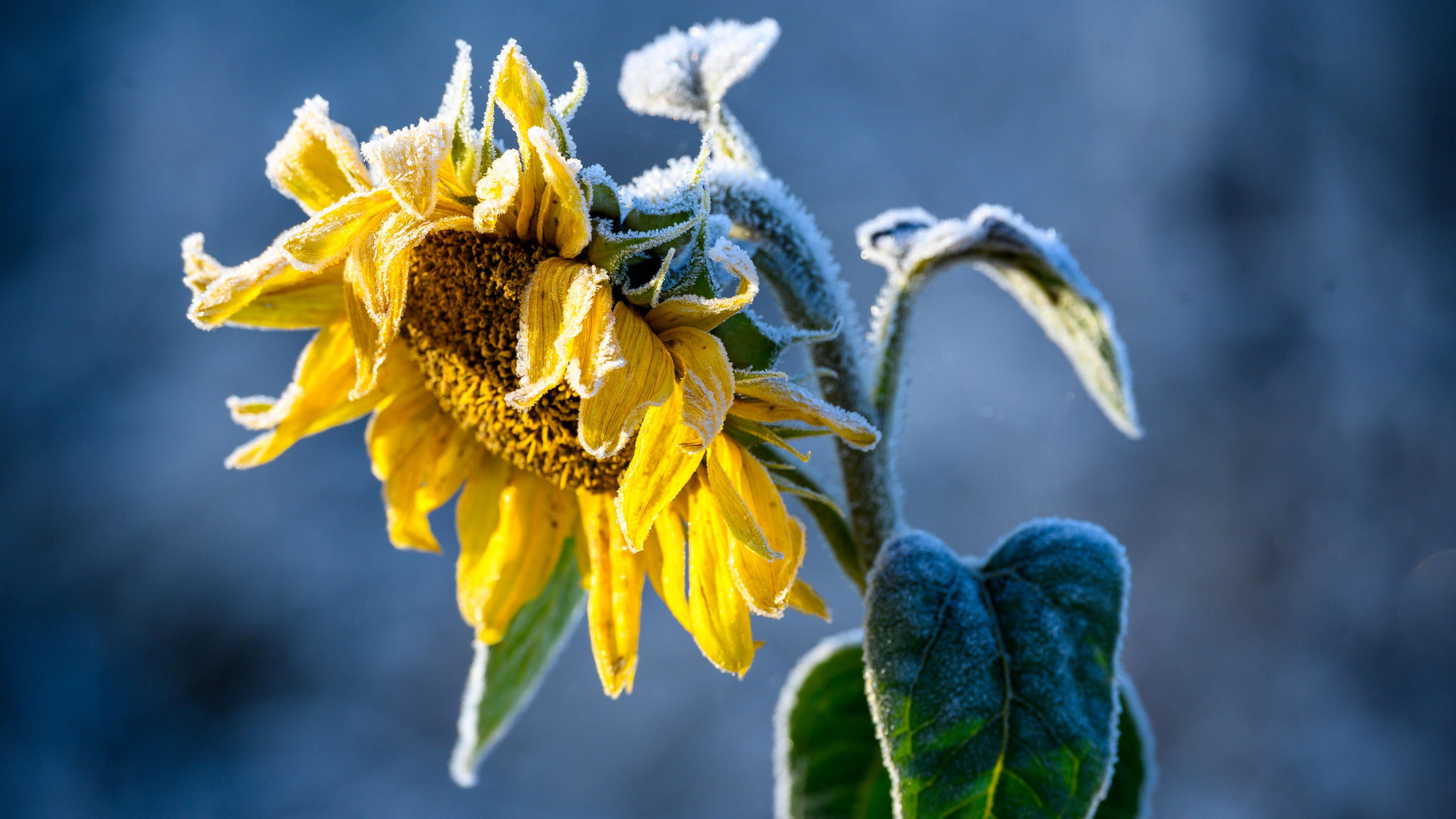 Der besondere GartenTipp So werden Sonnenblumen