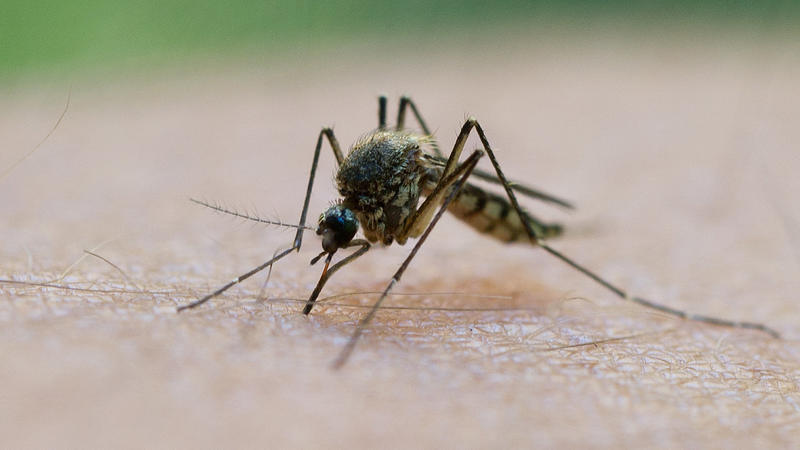 ARCHIV - 20.08.2011, Brandenburg, Frankfurt (oder): Eine Mücke saugt Blut aus dem Arm eines Mannes. Nach einem ersten Fall vor einigen Wochen ist bei zwei weiteren Patienten in Deutschland eine West-Nil-Virus-Infektion nachgewiesen worden. Foto: Patr