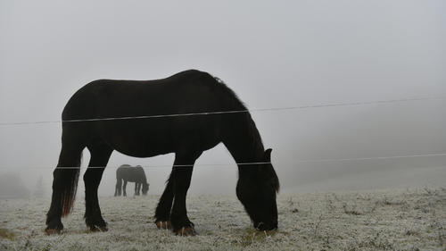 01.11.2019, Thüringen, Sonnenstein: Zwei Pferde grasen im Nebel auf einer Weide. Auch in den kommenden Tagen soll es nach den Wettervorhersagen trüb und regnerisch werden. Foto: Frank May/dpa +++ dpa-Bildfunk +++