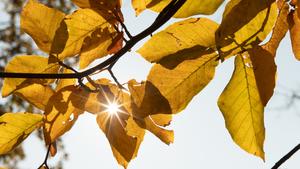 07.11.2019, Sachsen, Moritzburg: Die Sonne scheint durch herbstlich gefärbte Blätter an einem Baum. Foto: Sebastian Kahnert/dpa-Zentralbild/dpa +++ dpa-Bildfunk +++
