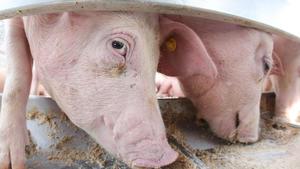Schweine