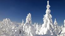 Winterwald auf dem Fichtelberg, Deutschland, Sachsen, Erzgebirge | winter forest on Fichtelberg mountain, Germany, Saxony, Erz Mountains | Verwendung weltweit