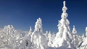 Winterwald auf dem Fichtelberg, Deutschland, Sachsen, Erzgebirge | winter forest on Fichtelberg mountain, Germany, Saxony, Erz Mountains | Verwendung weltweit