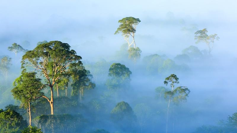 Am frühen Morgen liegt Nebel über dem Regenwald, Danum-Tal. Sabah, Malaysia