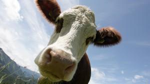 ARCHIV - Eine Milchkuh schaut direkt in die Kamera des Fotografen (Archivfoto vom 26.06.2007, aufgenommen in Spitzingssee). Die britische Regierung will zum Klimaschutz verstärkt gegen rülpsende Kühe und Schafe vorgehen. Wissenschaftler sollen mit Unterstützung des Staates herausfinden, mit welcher Ernährung die Tiere weniger klimaschädliches Methangas ausstoßen, berichteten britische Medien am Dienstag (10.07.2007). Forscher der Universität von Wales in Aberystwyth wollen den Tieren dabei unter anderem zuckerhaltigere Grassorten zum Fressen geben. Auch soll mehr Hornklee angepflanzt werden. Foto: Peter Kneffel (zu dpa 0448 vom 10.07.2007) +++(c) dpa - Bildfunk+++