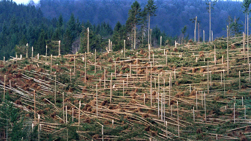 ARCHIV: Baden-Württemberg, Simonswald: Ein von Orkan «Lothar» zerstörtes Waldstück in Simonswald im Schwarzwald. Der Orkan vom 26. Dezember 1999 hinterließ allein in Baden-Württemberg rund 40 000 Hektar Kahlflächen. (zu dpa: «Orkan Lotha
