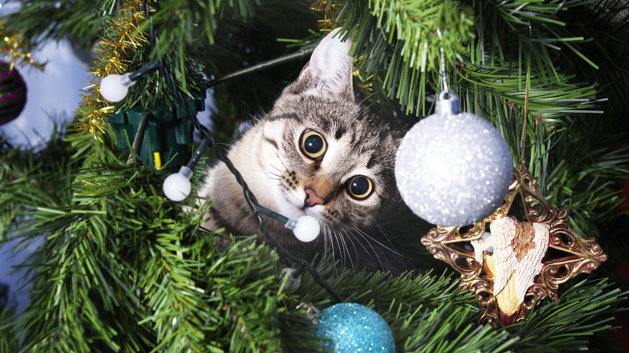 Weihnachten mit Haustieren So machen Sie Ihren Tannenbaum