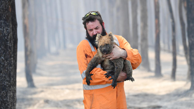 Wildtierretter Simon Adamczyk trägt einen Koala aus einem brennenden Wald in der Nähe von Cape Borda auf Kangaroo Island. 