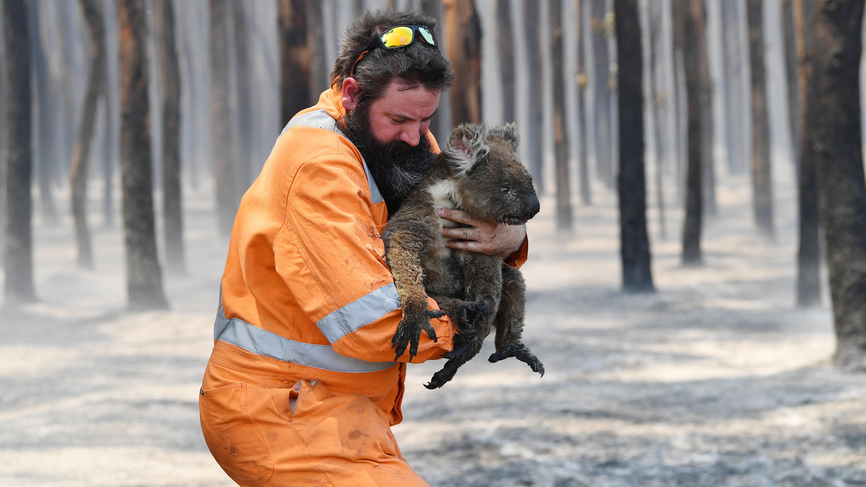 07.01.2020, Australien, Kangaroo Island: Wildtierretter Simon Adamczyk trägt einen Koala aus einem brennenden Wald in der Nähe von Cape Borda auf Kangaroo Island, südwestlich von Adelaide. Auf Australiens drittgrößter Insel haben die Buschfeuer bereits eine 150 000 Hektar große Fläche verbrannt, wie der örtliche Regierungschef Marshall mitteilte. Foto: David Mariuz/AAP/dpa +++ dpa-Bildfunk +++