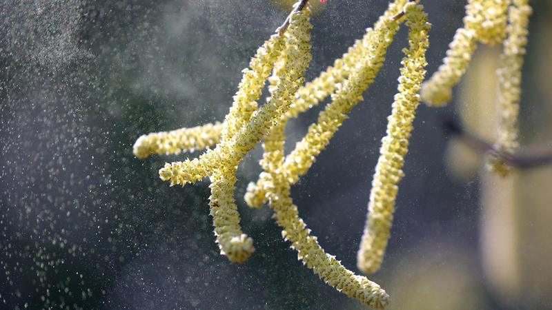 ARCHIV : Pollen vom Hasel fliegen durch eine Parkanlage. In Nordrhein-Westfalen sind vereinzelt erste Pollen unterwegs und können Allergikern zu schaffen machen. An sonnigen und wärmeverwöhnten Stellen hat der Hasel bereits zu blü