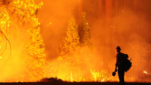 Big Bear firefighter Jon Curtis keeps a close eye on a 'slop over' fire that jumped Hwy 120 just east of Hardin Flat Road while fighting the Rim Fire, which continues to burn uncontrolled in the Stanislaus National Forest Saturday Aug. 24, 2013. (AP