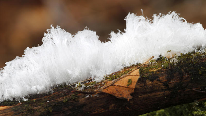 Haareis, Eisbildung auf Totholz, Deutschland, Baden-Wuerttemberg | angel's hair, filigree hair ice on dead wood, Germany, Baden-Wuerttemberg | Verwendung weltweit
