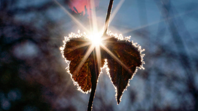 Sonne und Frost - eine beliebte Kombination.