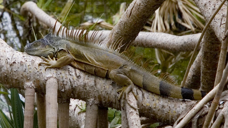 Green Iguana Iguana iguana. Fairchild Gardens, Miami, Florida, USA. Introduced from Central and South America. PUBLICATIONxINxGERxSUIxAUTxONLY Copyright: AlanxJ.xS.xWeaving 10863817