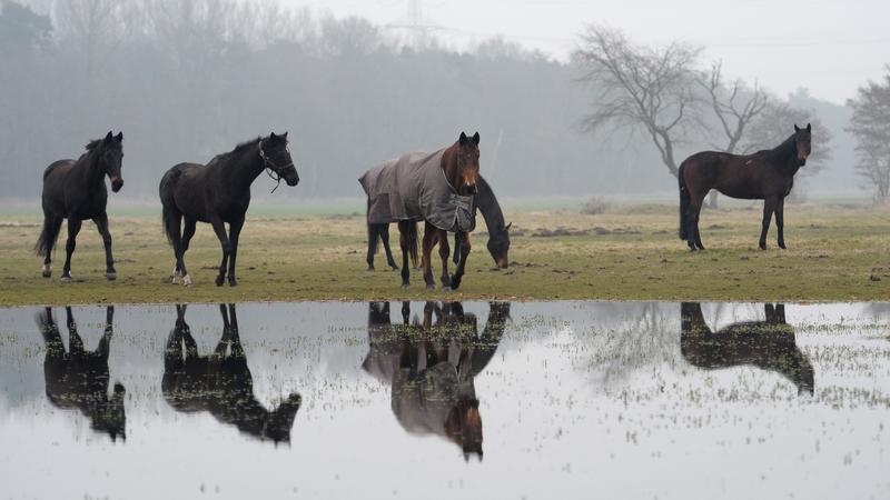 Pferde spiegeln sich am Freitag (18.02.2011) bei neblig-trüben Wetter in einer Wasseransammlung auf einer Wiese im südpfälzischen Haßloch. Graues und trübes Wetter mit vereinzelt leichten Regen gibt es laut Vorhersage. Foto: Ronald Wittek dpa/lrs  ++