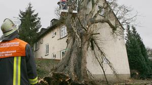 Einen vom Orkan Kyrill umgestürzten Baum entfernt die Feuerwehr am Donnerstag (18.01.2007) in Frankfurt am Main. Der Sturm soll bis zum Abend Geschwindigkeiten von bis zu 160 km/h erreichen. Foto: Boris Roessler dpa/lhe +++(c) dpa - Bildfunk+++