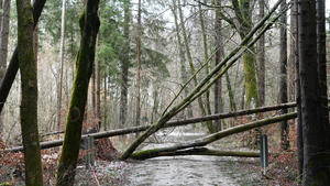 11.02.2020, Bayern, Höhenkirchen-Siegertsbrunn: Umgestürzte Bäume liegen über einem Weg. Am Tag nachdem das Sturmtief «Sabine» über Deutschland hinweggezogen ist, sind noch etliche Schäden zu beseitigen. Foto: Tobias Hase/dpa +++ dpa-Bildfunk +++