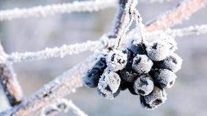  ice wine PUBLICATIONxINxGERxSUIxAUTxONLY Copyright: xkai-creativx Panthermedia01728793