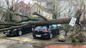 Hannover, Sturm, Orkan Sabine, Sturmschaden, Baum auf PKW, Auto, in der Neckarstraße, , *** Hannover, storm, hurricane Sabine, storm damage, tree on car, car, in the Neckarstraße, ,