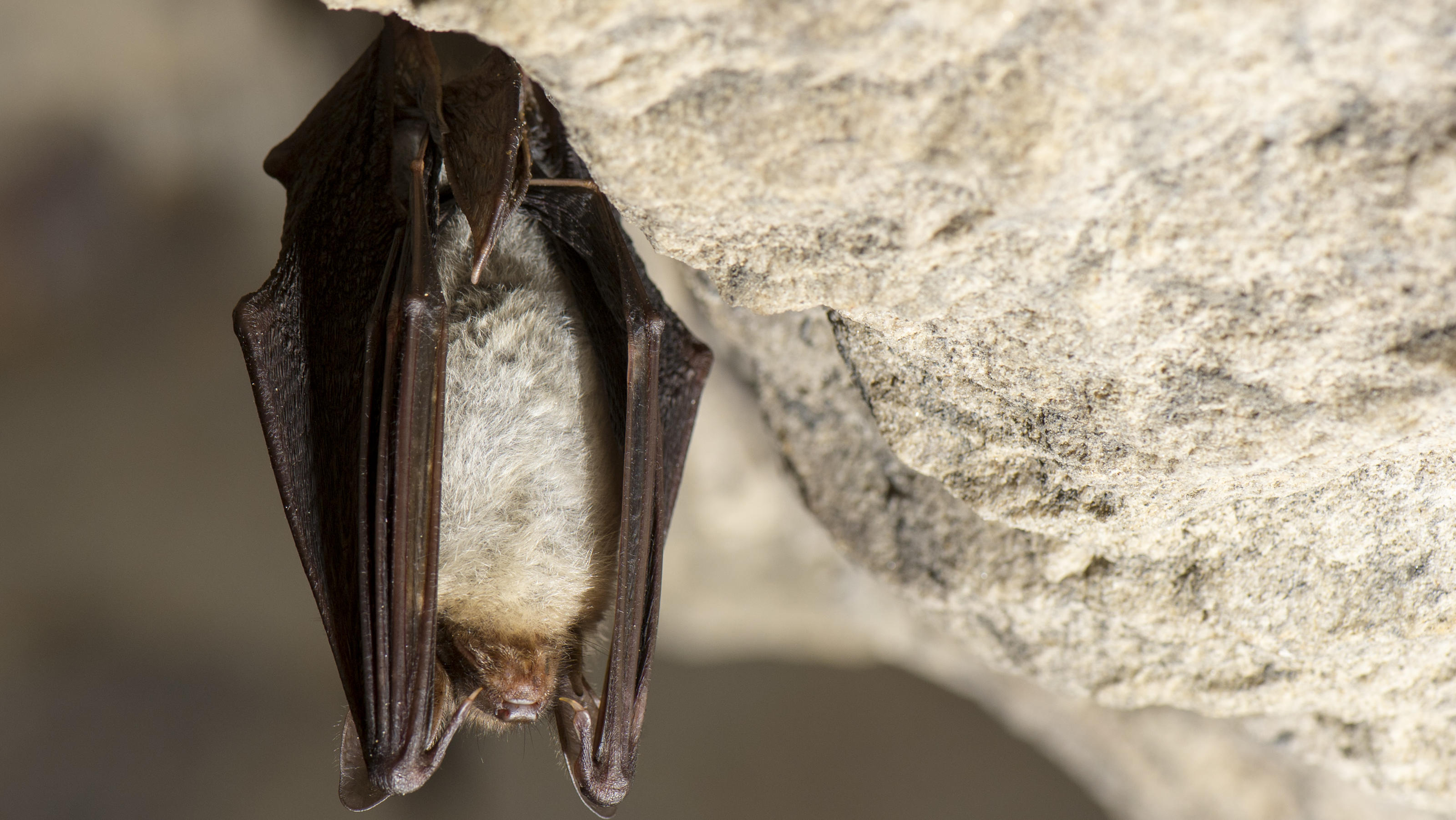 Das GroÃŸe Mausohr oder auch nur Mausohr (Myotis myotis) im Winterquartier / greater mouse-eared bat / Foto: Ralph Frank