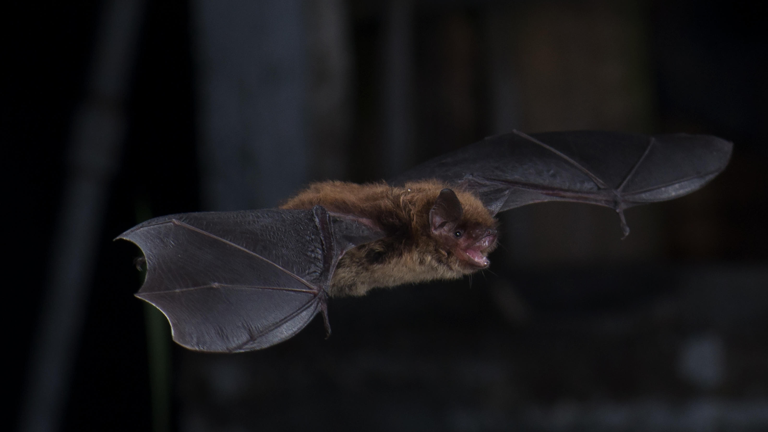 Little brown bat (Myotis lucifugus) in Salmonier, Newfoundland, Canada.