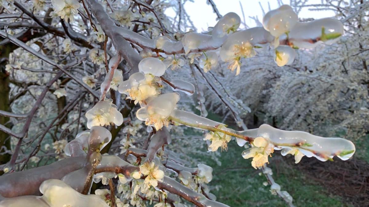 Einfacher Frostschutz für Pflanzen, Blüten, Sträucher und Bäume wetter.de